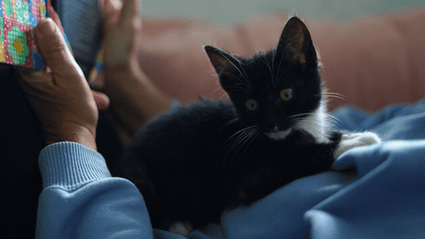 Gatinho fofo